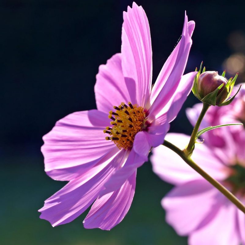 cosmos-flower-1477223_1280