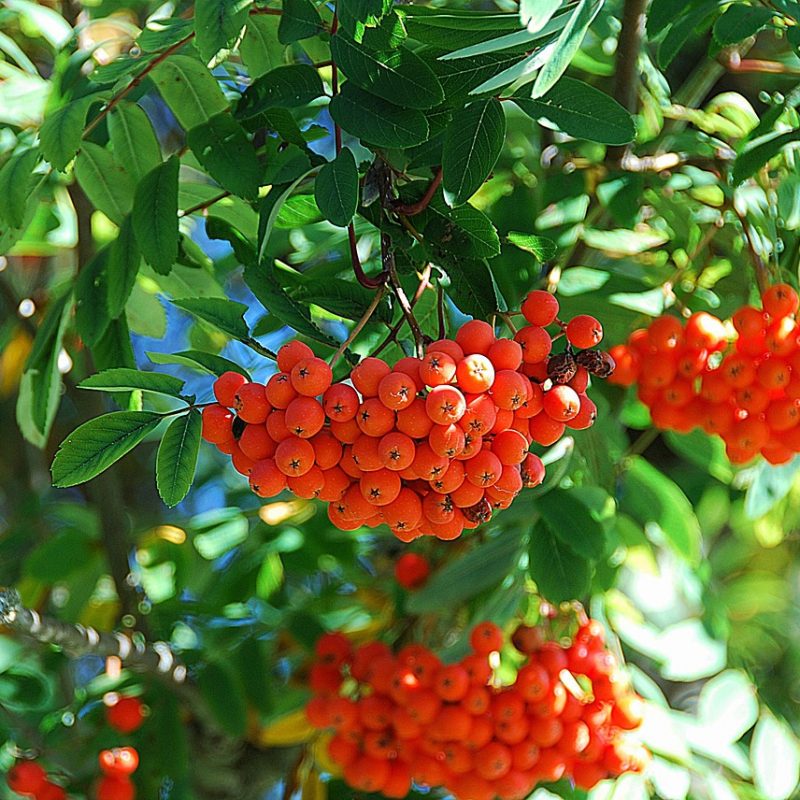 rowanberry-1671947_1280